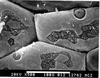 Media type: image; Herpetology R-19912